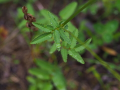 Sanguisorba officinalis