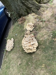 Bondarzewia berkeleyi