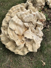 Bondarzewia berkeleyi