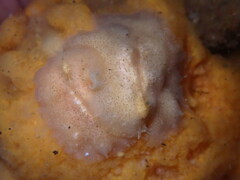 Pseudoceros canadensis