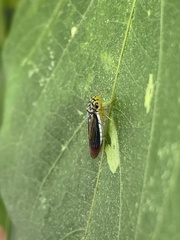 Dilobopterus costalimai