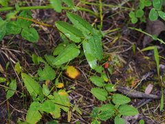 Sanguisorba officinalis
