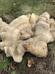 Bondarzewia berkeleyi