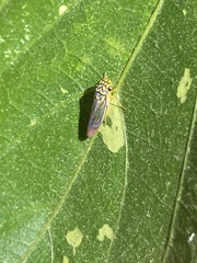 Dilobopterus costalimai