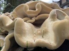 Bondarzewia berkeleyi