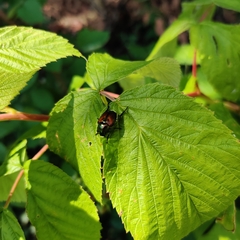 Popillia japonica