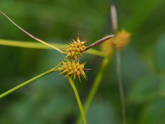 Carex flava