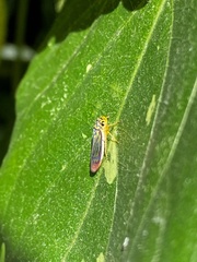 Dilobopterus costalimai