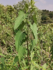 Montanoa tomentosa