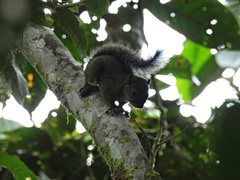 Sciurus pucheranii