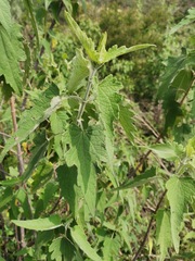 Montanoa tomentosa