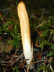 Trichoderma nybergianum