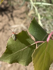 Disonycha alternata