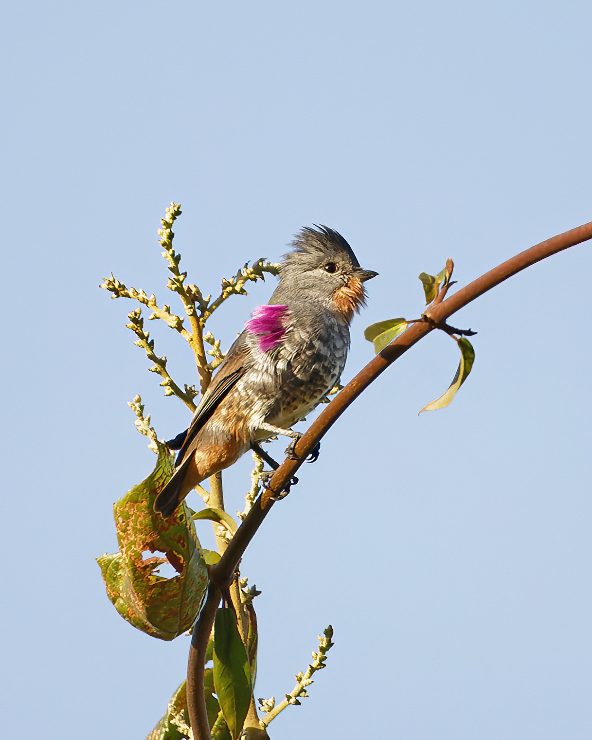 Buff-throated Purpletuft (Iodopleura pipra), photo 9