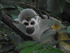 Saimiri cassiquiarensis