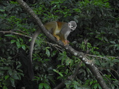 Saimiri cassiquiarensis