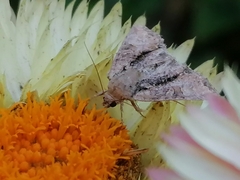 Acronicta strigosa