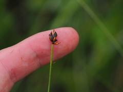 Carex chordorrhiza