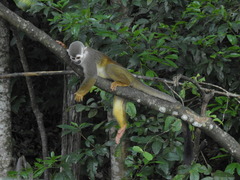 Saimiri cassiquiarensis