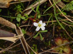 Oxalis pusilla