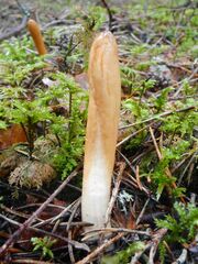 Trichoderma nybergianum