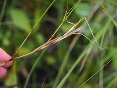 Carex chordorrhiza