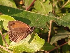 Hyponephele lycaon