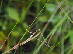 Carex chordorrhiza