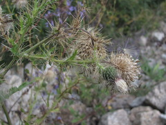 Cirsium echinus
