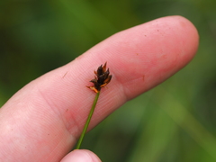 Carex chordorrhiza