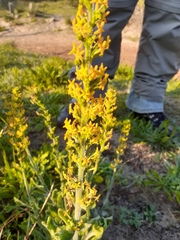 Manulea tomentosa