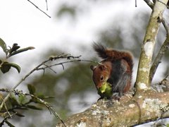 Sciurus granatensis