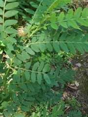 Astragalus canadensis