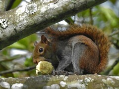 Sciurus granatensis