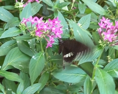 Papilio polytes