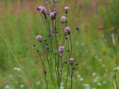 Cirsium arvense