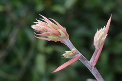 Aechmea emmerichiae