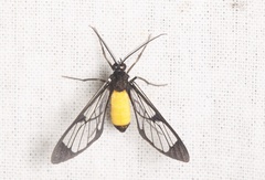 Cosmosoma stibosticta