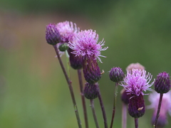 Cirsium arvense
