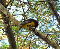 Ploceus bicolor stictifrons