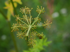 Heracleum sphondylium