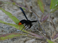 Synagris