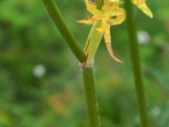 Heracleum sphondylium