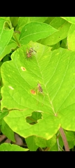 Phylloscyrtus