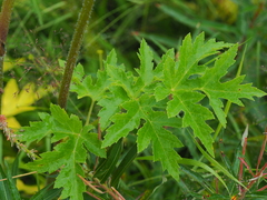 Heracleum sphondylium