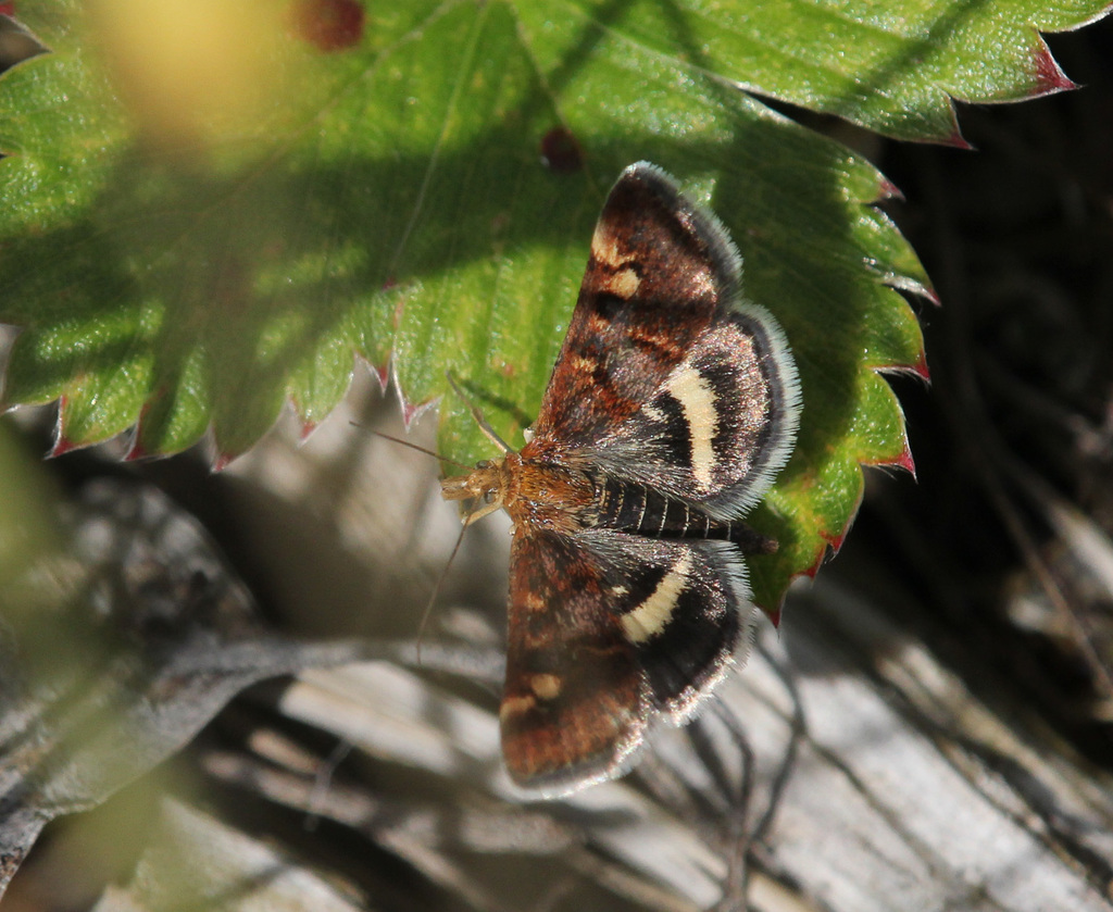 Pyrausta porphyralis