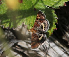 Pyrausta porphyralis