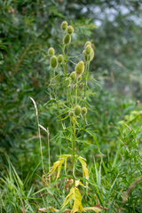 Dipsacus gmelinii