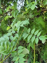 Campsis radicans