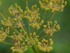 Heracleum sphondylium